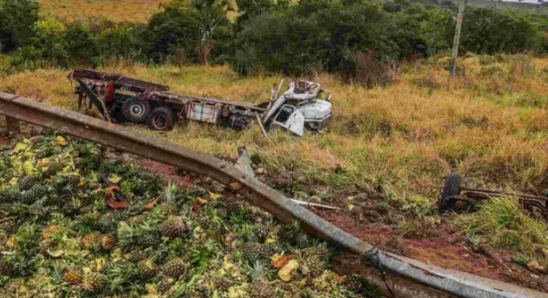 Imagem de compartilhamento para o artigo Motorista bate em vacas e morre; animais são carneados e carga do caminhão é saqueada em MS da MS Todo dia